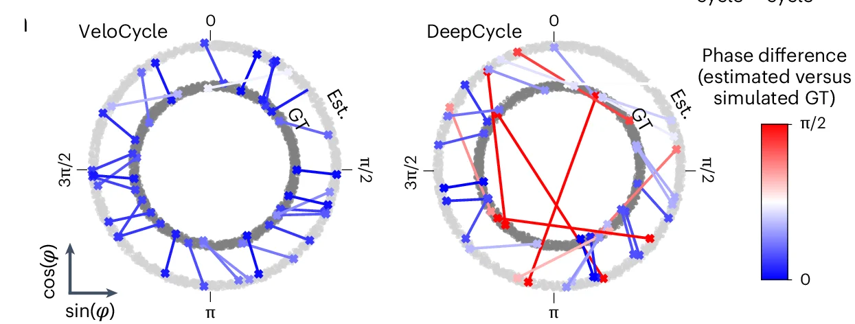 Polar plots representing the phase difference between estimated (Est.) and simulated GT for 30 randomly chosen cells from one simulated dataset using VeloCycle (left) and DeepCycle (right). Each dot represents a cell, and lines connect the estimated phase assignment (light gray) to simulated GT (dark gray).
