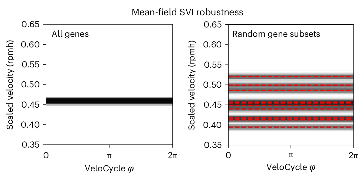 Posterior estimated velocity plot inferred for cultured human fibroblasts 32 using the original SVI mode of VeloCycle and either all genes (left) or random gene subsets (50% of total genes; right).