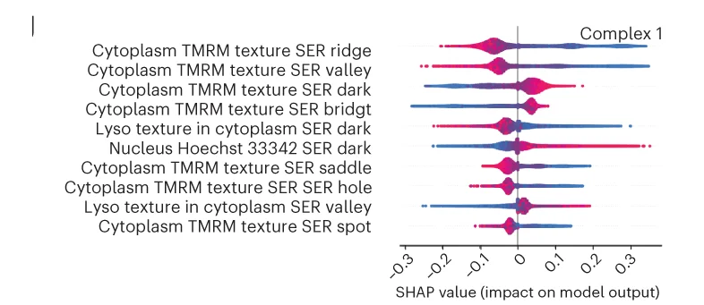 A SHAP summary plot for the top ten most important features based on their SHAP values for complex 1. Dots are coloured according to the values of features for each cell; red and blue represent high and low feature values, respectively. A positive SHAP indicates an increased probability of predicting each state (positive impact on the output) and vice versa.
