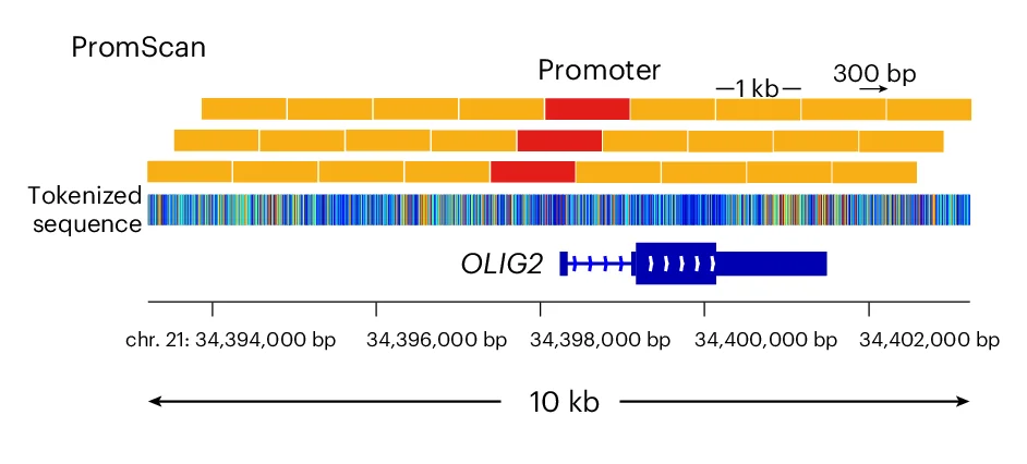 For PromScan promoter assignment, windows are defined in regions of 1,001 bp around the TSS +/- 10 kb with an offset of 300 bp. PromScan classifies overlap with the TSS. Shown is the OLIG2 promoter with BPE-600.
