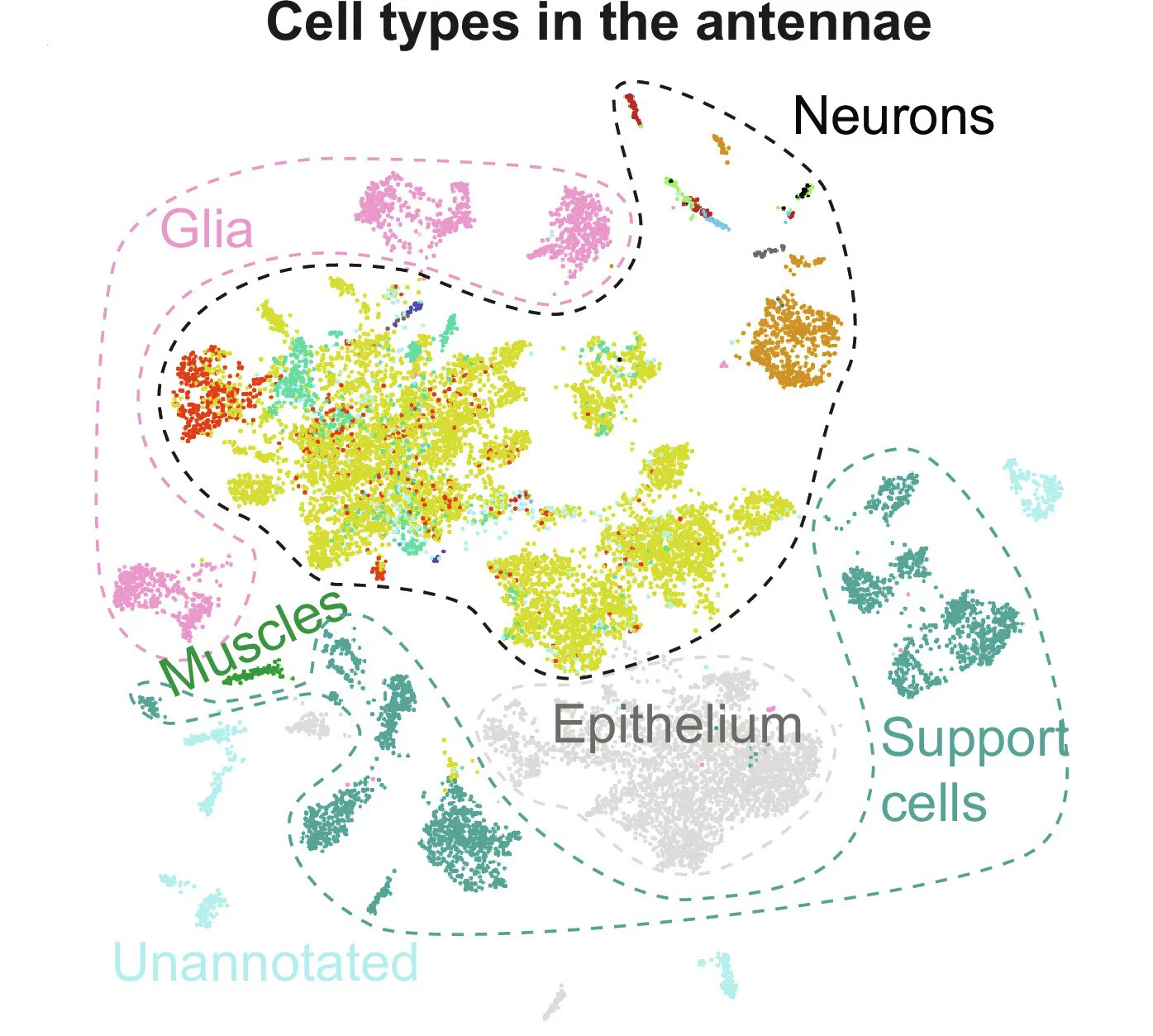 Fig. 3 . Cell death at single-cell resolution.