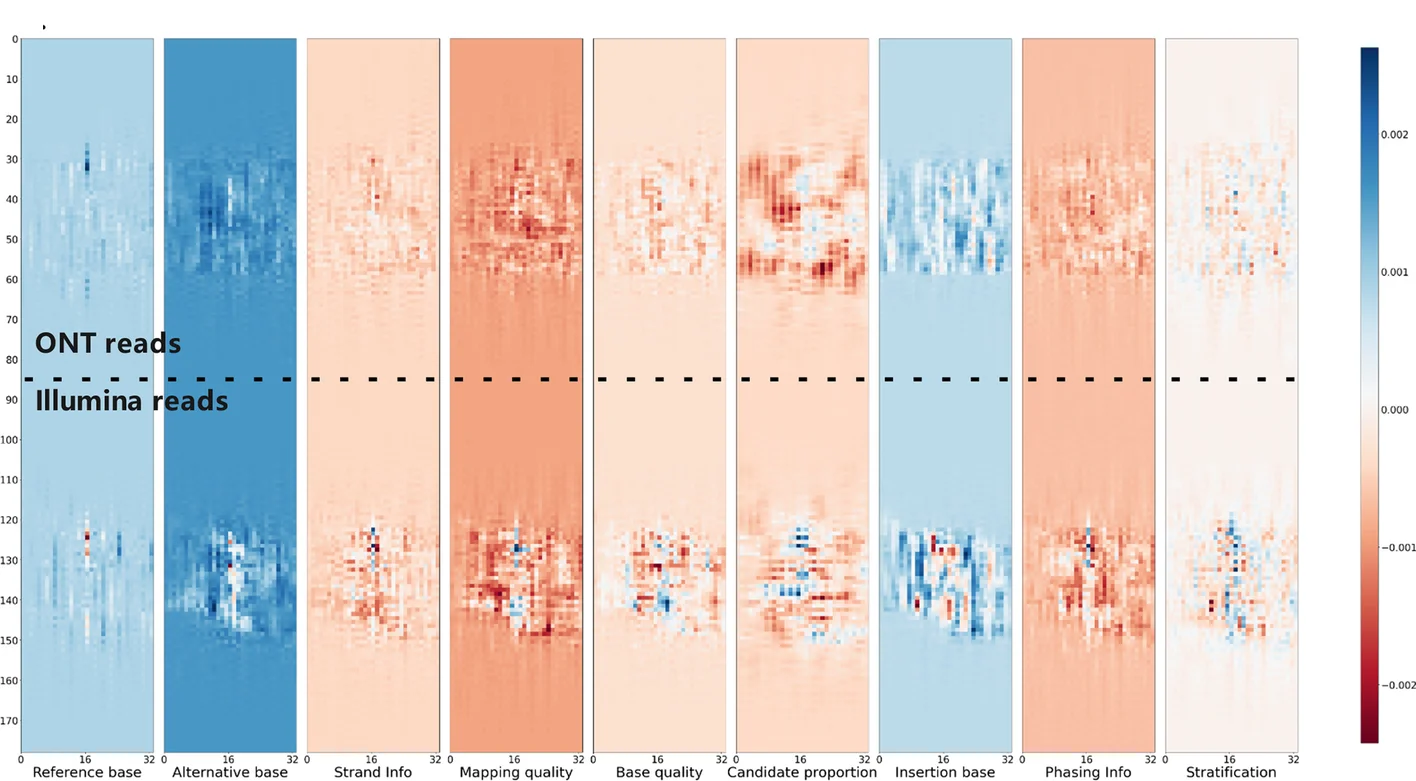 The feature activation graph graph generated using the adjusted Clair3-MP model with the stratification channel. This variant was called by the adjusted Clair3-MP model with the stratification channel but was not called in the original Clair3-MP model. The top rows of both graphs are the ONT reads as indicated, and the bottom rows are the Illumina reads
