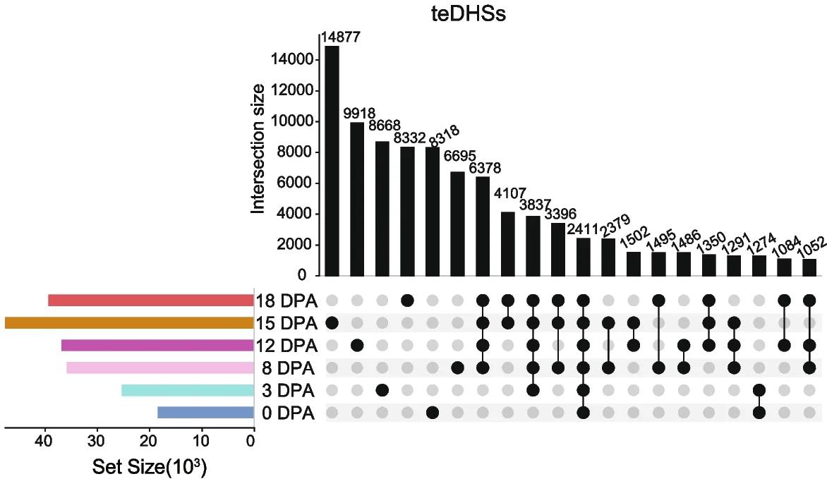 UpSet plot of teDHSs during fiber development. The left bars show the number of total teDHSs at different periods. The right bar plot and points represent the number of teDHSs in specific intersection.