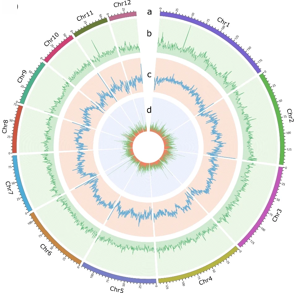Distribution of A. suturalis genomic features. Track “a” represents the assembled chromosomes. Tracks “b–d” represents the distribution of GC density, repeat density, and gene density, respectively, with densities calculated in 500-kb windows