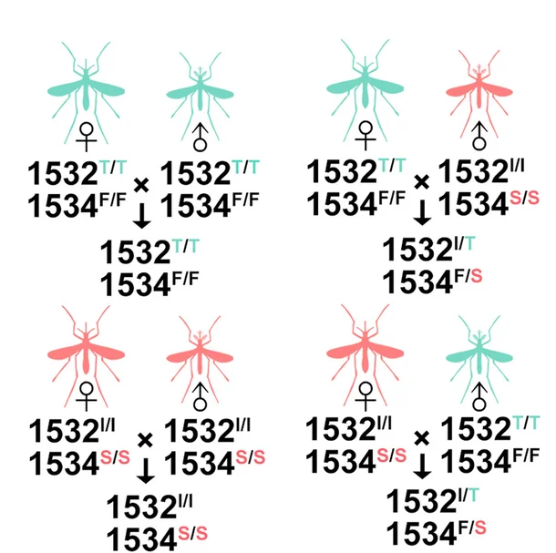 Male mating competitiveness in different strains. Genotypes of offspring from female adults of different strains after successful mating with male adults from different strains.