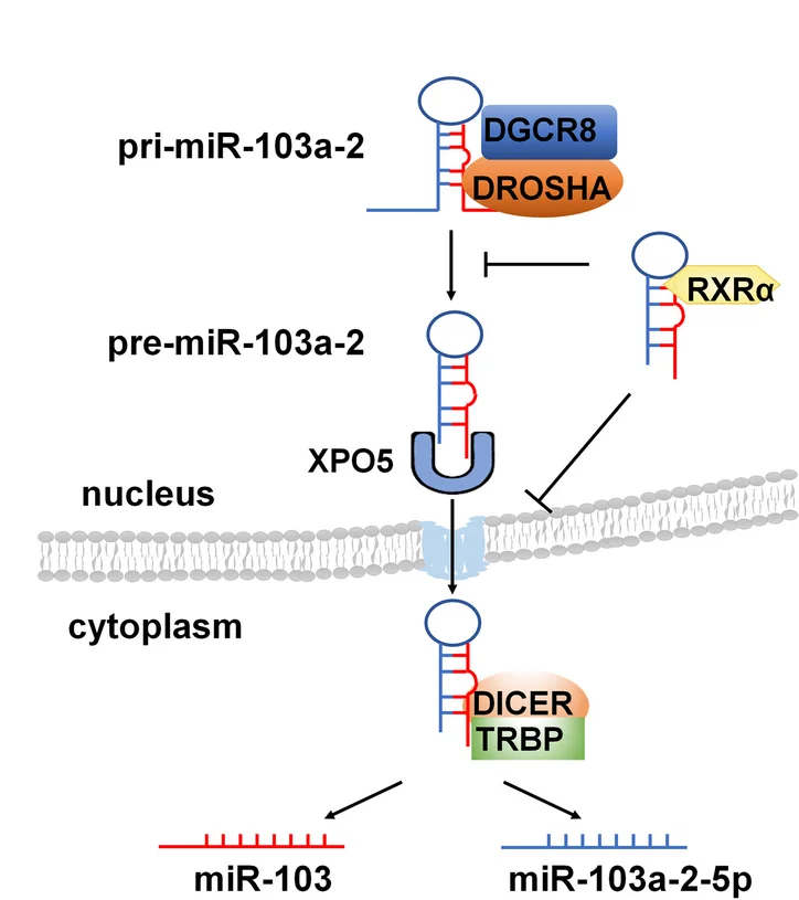 A mechanistic working model of RXRalpha inhibiting pre-miR-103a-2 processing. Data are presented as mean +/- SEM (n = 3), **** P < 0.0001, and ns means not significant