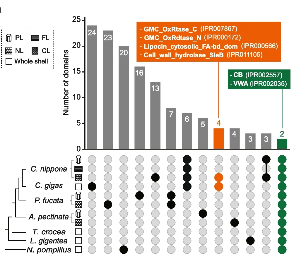 Upset plot comparing the protein domains identified from the shell proteomes of seven molluscs. The bar chart indicates the number of functional domains conserved among shell microstructure(s) or the whole shell of specie(s). The colored dots below histograms indicate the presence of the domains in shells of the molluscs. Domains only detected in the C. gigas shell and the chalky layer of C. nippona shell are indicated in orange. Domains shared by all shell layers across seven molluscs are colored in green. The complete results are shown in supplementary figure S11 (Additional file 1 ).