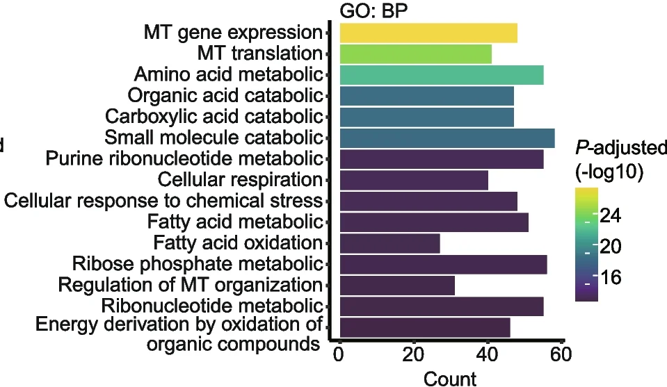 The top 15 terminologies of biological process (BP) in gene ontology (GO) analysis based on PTVs linked to liver-related biomarkers.