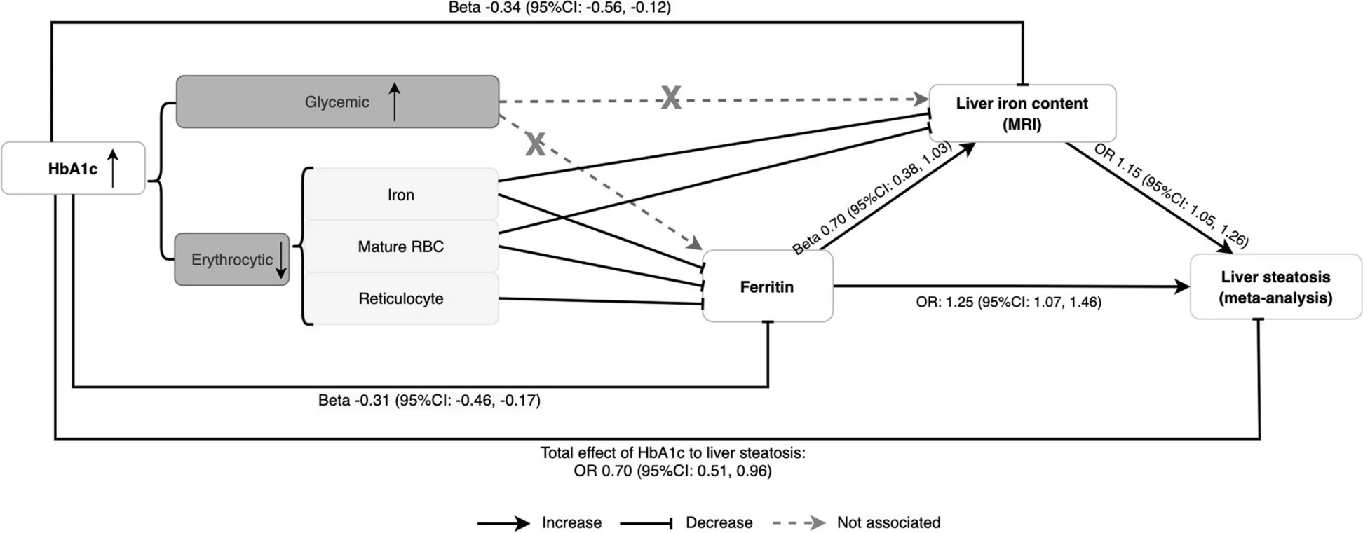 Summary of associations of HbA1c and its signal classification in ferritin, liver iron content (MRI), and liver steatosis (meta-analysis). HbA1c, hemoglobin A1c; Glycemic, probability of the variant in glycemic class, included fasting insulin, 2-hour glucose, and fasting glucose; Reticulocyte, probability of the variant in reticulocyte class, included reticulocyte count, reticulocyte fraction of red cells, immature fraction of reticulocytes, high light scatter reticulocyte count, and high light scatter reticulocyte percentage of red cells; Mature RBC, probability of the variant in mature red blood cell class, included red blood cell count, mean corpuscular volume, hematocrit, mean corpuscular hemoglobin, mean corpuscular hemoglobin concentration, hemoglobin concentration, and red cell distribution width; Iron, probability of the variant in iron class, included ferritin, transferrin, serum iron, and transferrin saturation; OR, odds ratio; 95% CI, 95% confidence interval