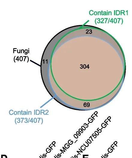 Venn diagram of IDR distribution in BP1 orthologs from fungi (407 total, black). Among the fungal BP1 orthologs, the number of proteins containing IDR1 (327, green) and IDR2 (373, blue) is shown.