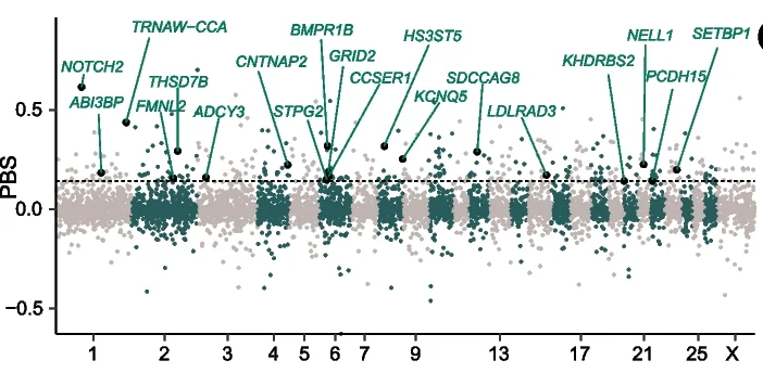 Genome-wide PBS values for reproduction traits between prolific sheep (WDS, HUS, SXW, FIN, GOT) and non-prolific sheep (BSB, SSS) populations.