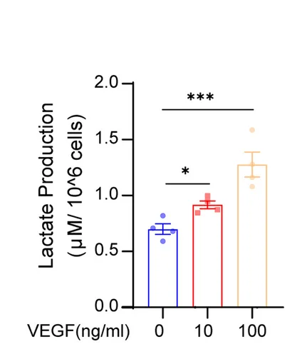 The lactate content in HRMECs in response to VEGF stimulation (mean ± SEM; n = 4 samples per group; * P < 0.05, *** P < 0.001, one-way ANOVA, Bonferroni post hoc test).