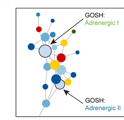 Inset showing a detailed view of region b from panel a . This region has connected adrenergic I and adrenergic II programs. In this inset, nodes have been colored by dataset, rather than community (as in panel a ).