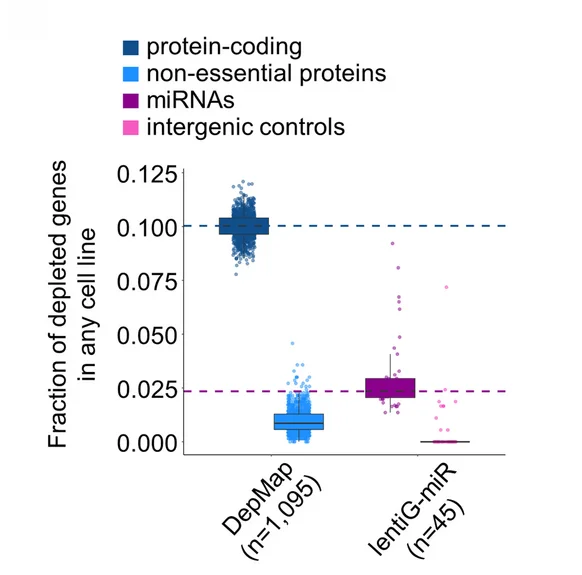 Tukey boxplot showing the fractions of depleted protein-coding/known non-essential genes in any of 1095 cell lines of the DepMap as well as depleted miRNAs/intergenic controls in any of 45 cell lines screened with lentiG-miR. Dashed horizontal lines illustrate the median fraction of depleted protein-coding/miRNA genes across the corresponding cell lines.