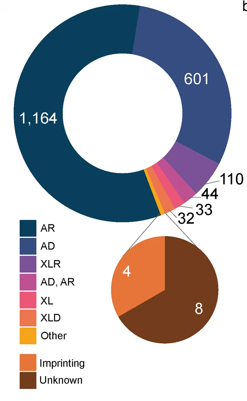 The reported inheritance of NDD disease-gene associations. AR: autosomal recessive, AD: autosomal dominant, XLR: X-linked recessive, XL: X-linked recessive or dominant, XLD: X-linked dominant