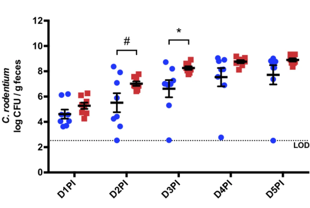 Daily fecal enumeration of C. rodentium in the EPC experiment indicated increased colonization burden at day 2 postinfection (D2PI) and D3PI from cyanocobalamin supplementation ( n = 8; # P < 0.10, * P < 0.05).
