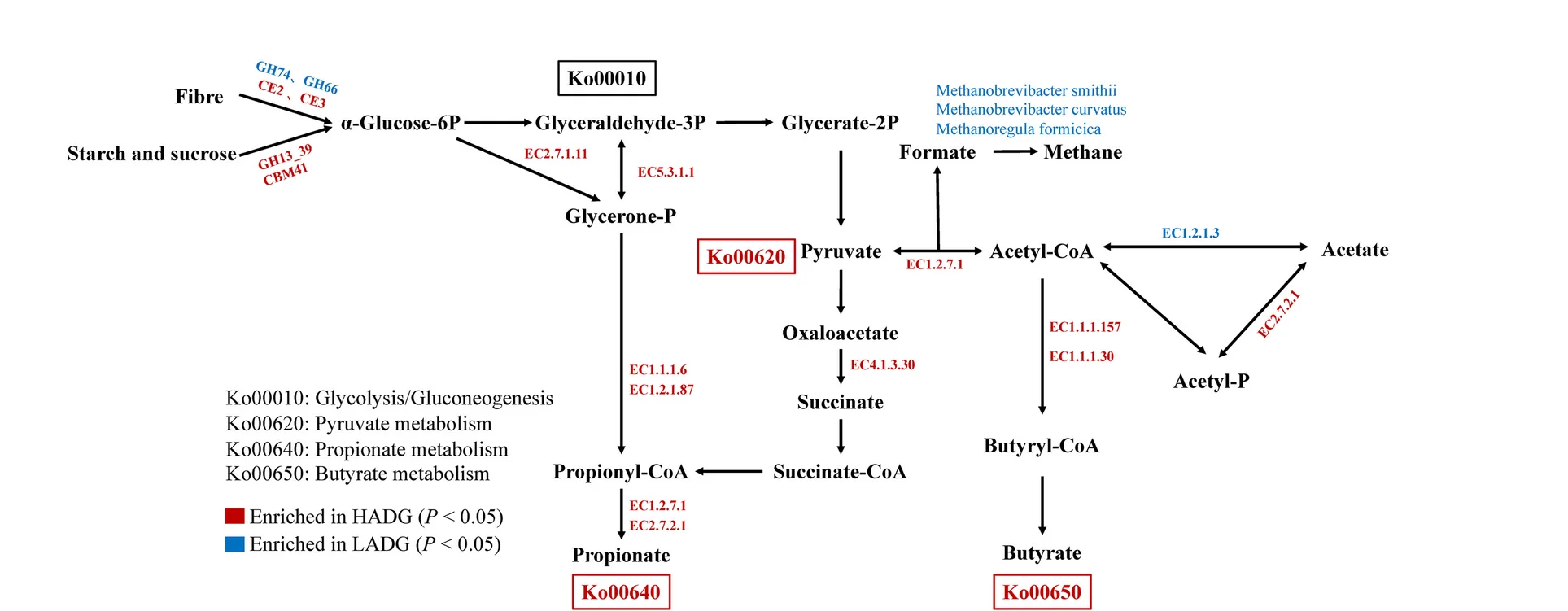 Reconstruction of the metabolic pathway associated with VFA biosynthesis and methanogenesis.