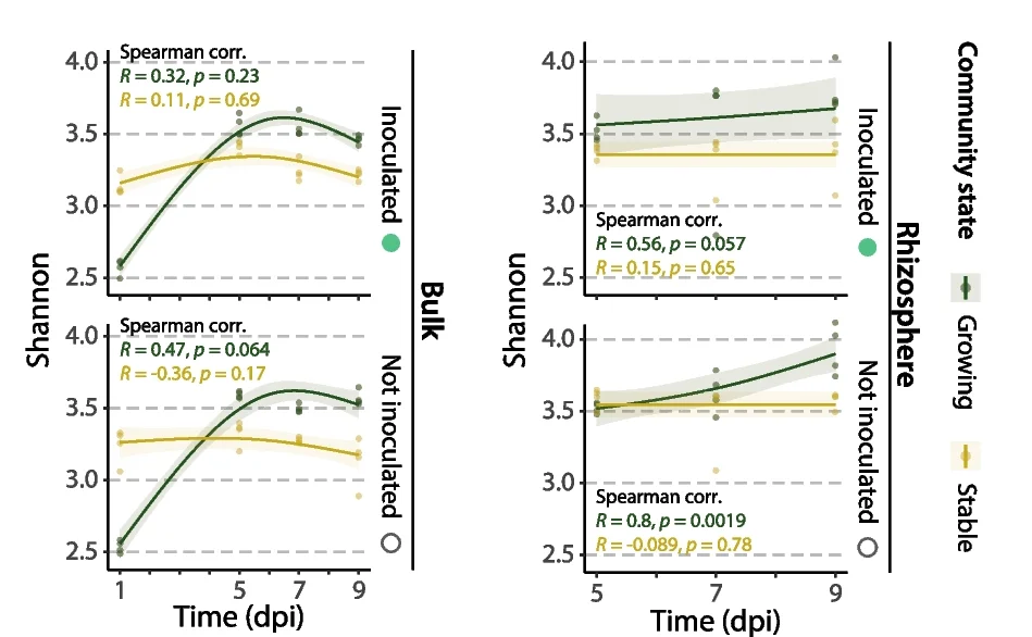 Spearman correlation between the Shannon diversity index and sampling time in growing (green) or stable (yellow) community states. Correlation coefficient ( R ) and p -value ( p ) are indicated with the colour according to the growing state. Curves represent the general additive model (GAM) fit (average, line) and the 95% confidence interval (shadow)